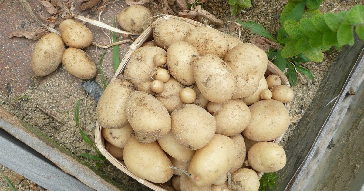 Mamatouille justdugpotatoes feast spring rolls, etc.