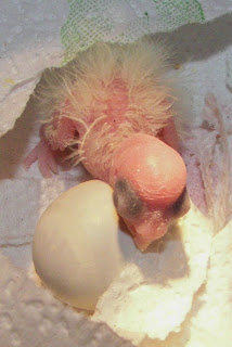 Birdie Birth Control Needed