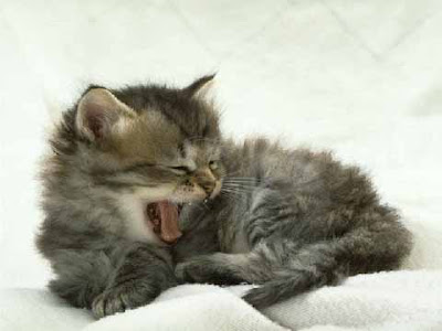 cat names