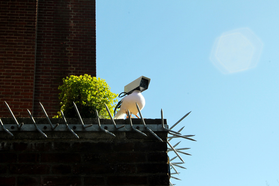 birds in city