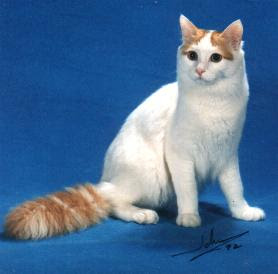 blue eyes cats, Warrior Cats, White Cats, wild cats, Fisher Cat, 