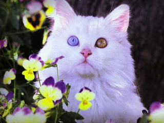 Beatutifull eyes white cats pictures,black and white cats, gray and white cats, cute cartoon cats, pictures of cute cats, Cute Eyes Cat, 