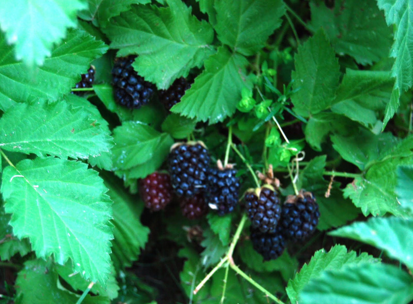 boysenberry définition What is