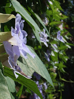 Blue flower shot