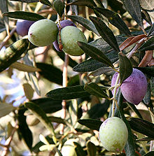 Italy Olive Trees