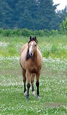 Au Petit Trot  !