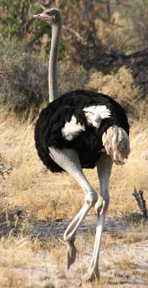 goofy ostrich
