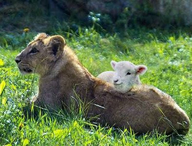 mother lion and sheep
