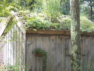 King Megatrip Garden In The Woods