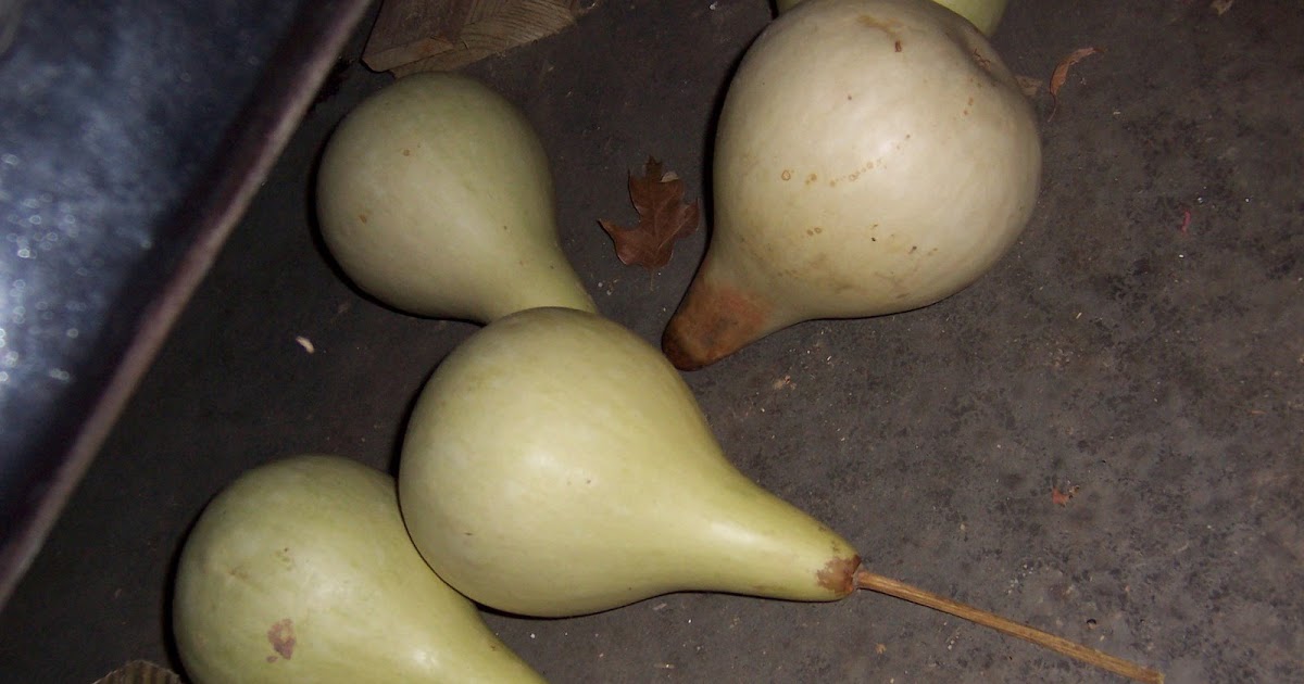 In the Garden Drying Gourds