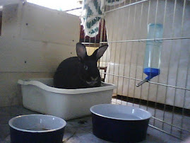 One of the rabbits.