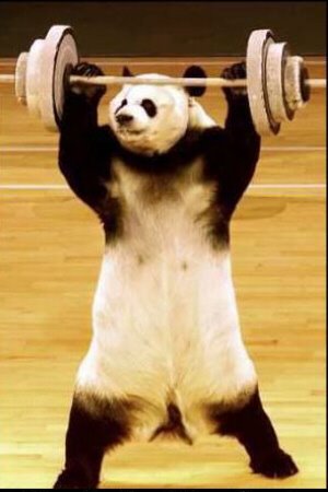 Un Panda al gimnàs!!