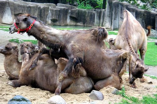 [animal-threesomes-09.jpg]