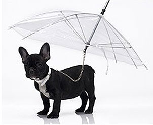 [paraguas_para_perros.jpg]