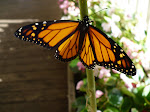 Butterflies of Rm12