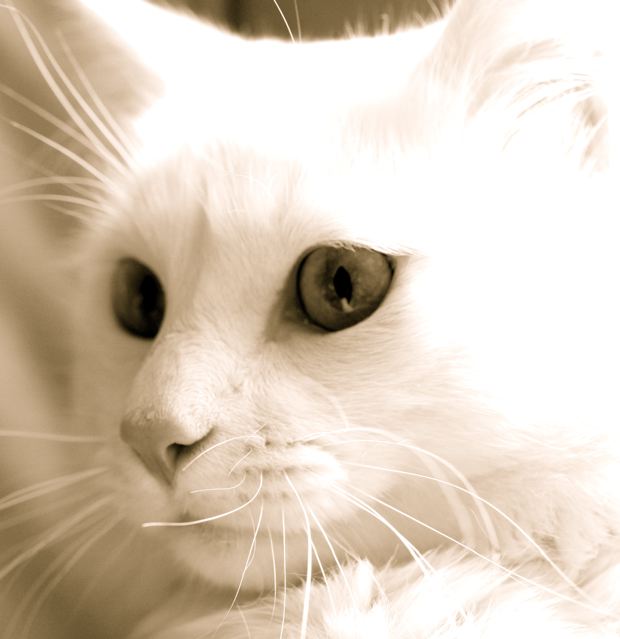 [gato.jpg]