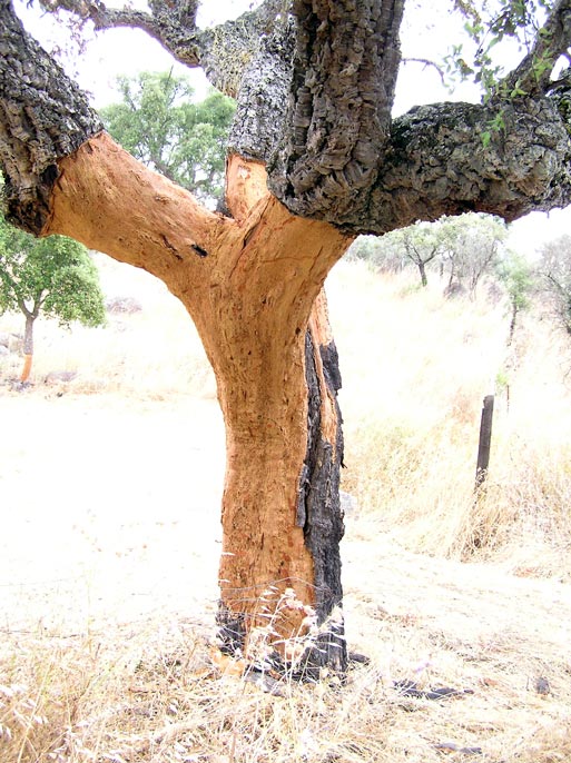 What to do with corks....