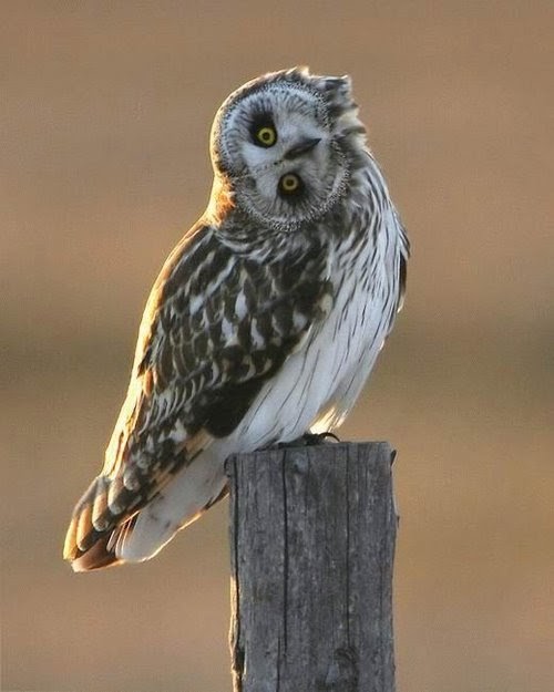 Becca's Place Owl Head Spin