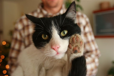 UN SALUDO GATUNO