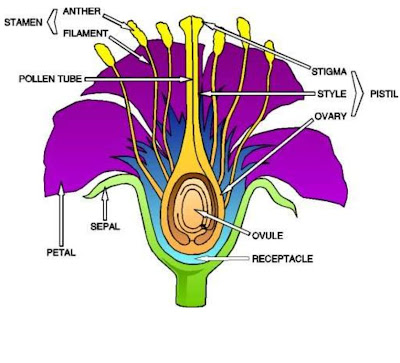 complete flower parts