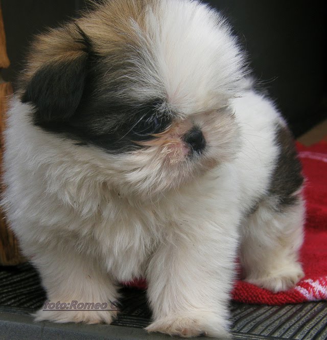 Solitarii Arad Pinscher &Shih tzu