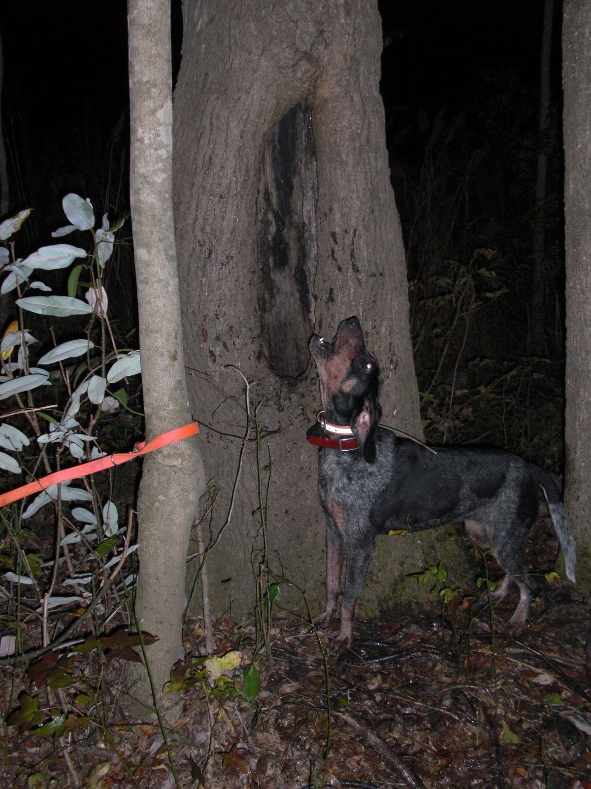Lowcountry outdoors 2011 Grand American Coon Hunt