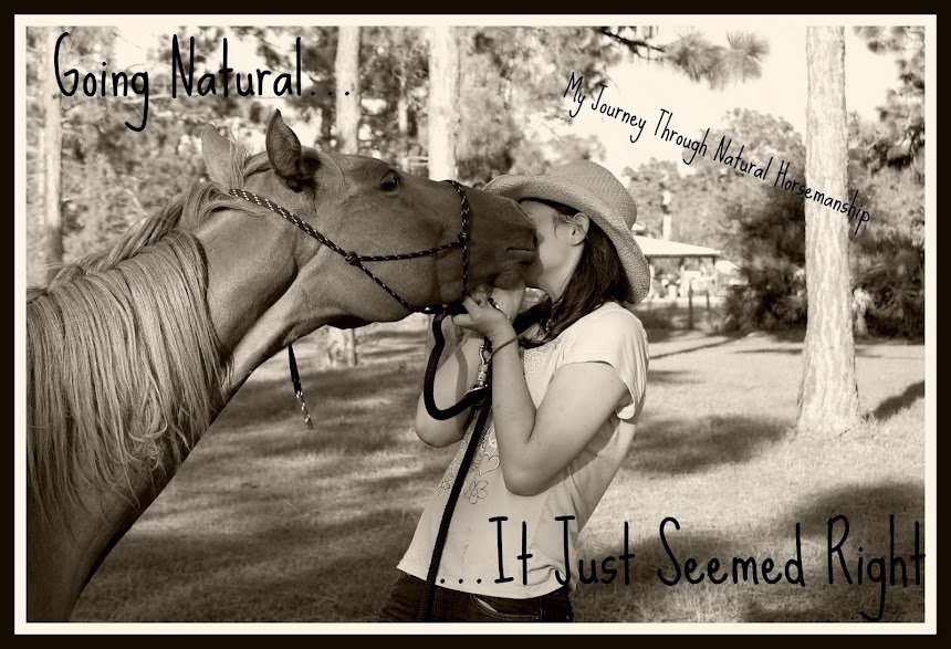 My Journey through Natural Horsemanship