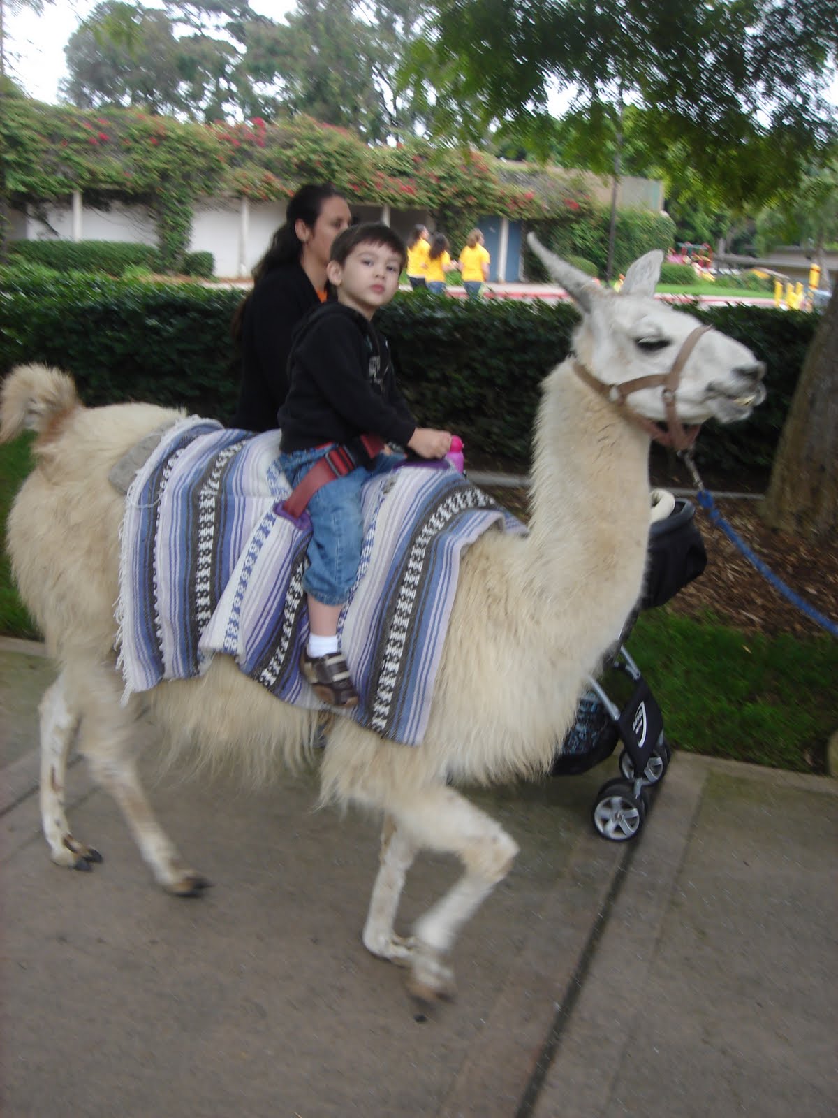 Llama Ride