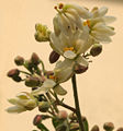 [112px-Sonjna_%28Moringa_oleifera%29_flowers_at_Kolkata_W_IMG_2123.jpg]