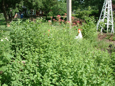 my herb garden