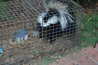 All City Animal Trapping: SKUNK TRAPPING IN L.A. CALIFORNIA CALL ALL