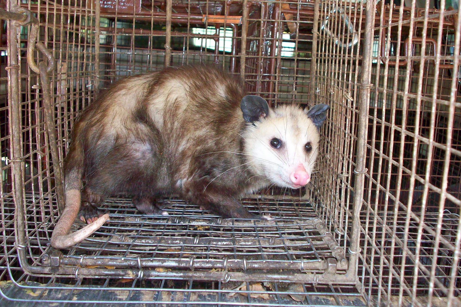 All City Animal Trapping Opossum Trapping and Removal Services in Los