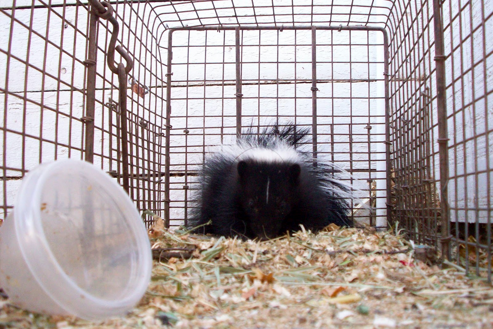 All City Animal Trapping SKUNK TRAPPING IN LOS ANGELES COUNTY CALL ALL