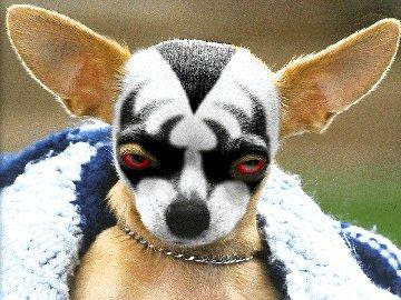 Chiwawa Evil