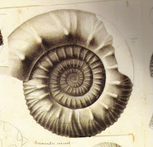 Ammonites