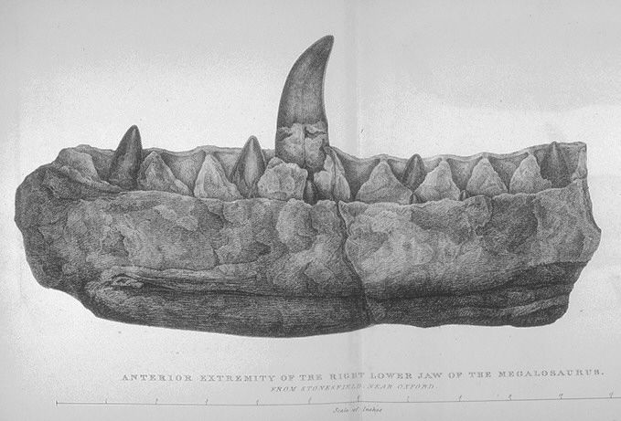[Buckland,_Megalosaurus_jaw.jpg]