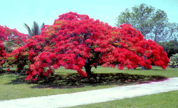 Bunga Flamboyan