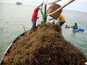 Panen Rumput Laut