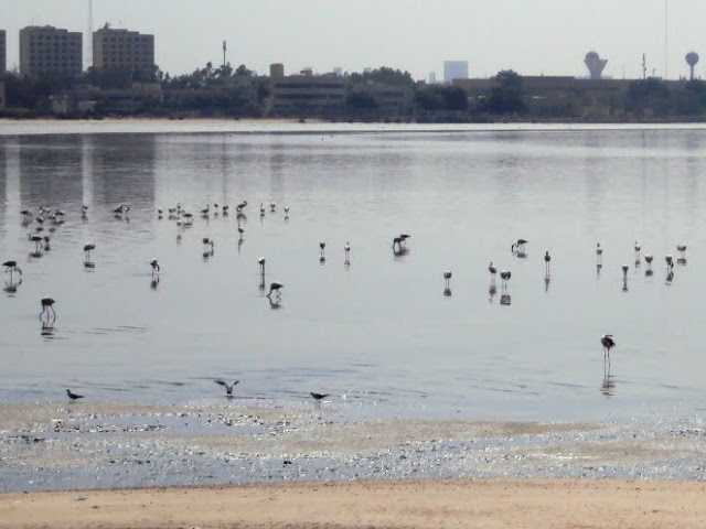 Flemingos in Kuwait