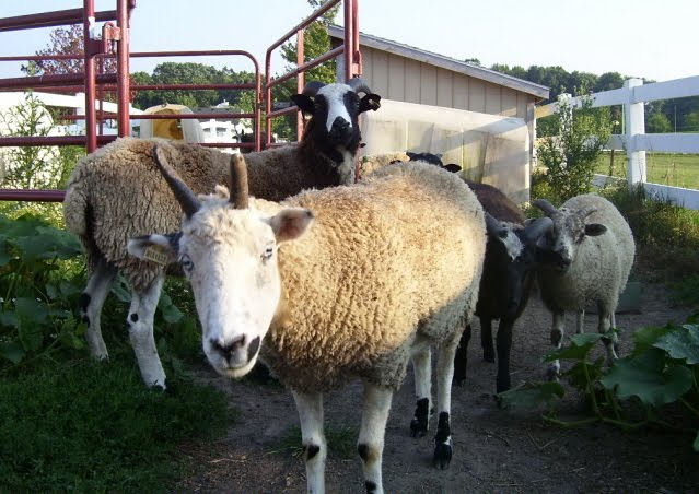 Valley View Farm Sheep