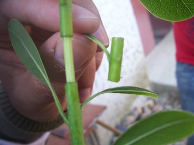 Importancia  De  La  Propagacion de  las  Plantas