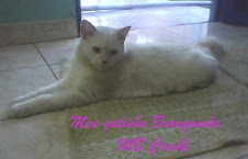 Meu gatinho Branquinho