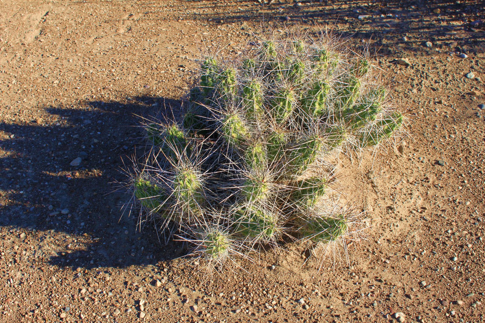 Clouds, Plants &amp; Triathlons More Plants From Big Bend