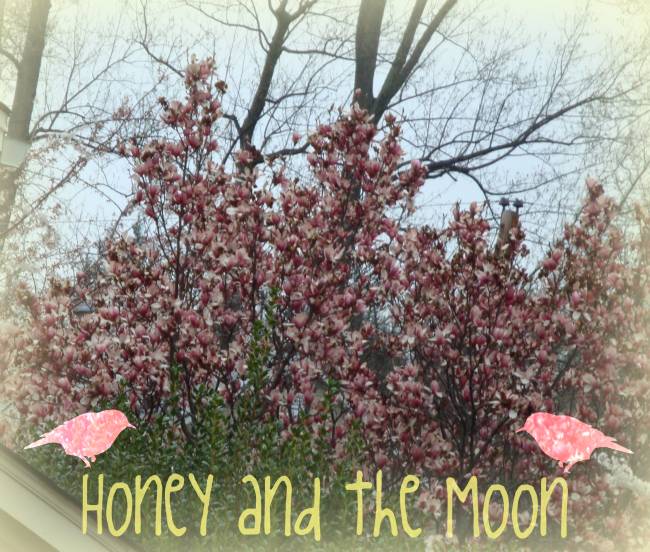 Honey and the Moon