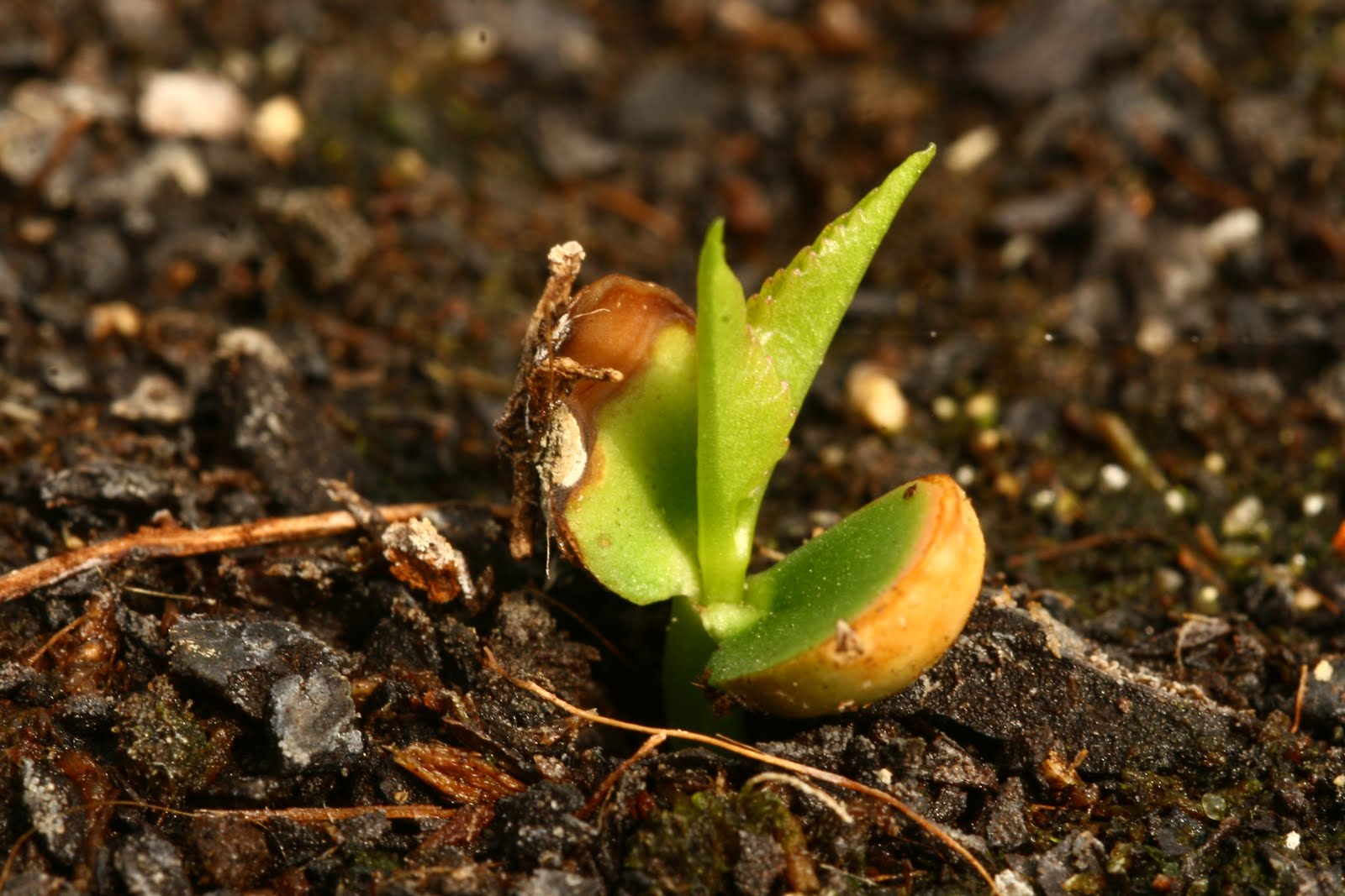 [viveiro_20100319_02.JPG]