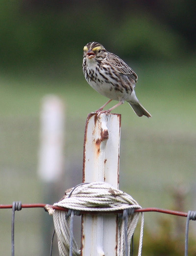 My Bird Sanctuary Dream The Savannah Sparrow