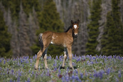 Arrow in Lupine