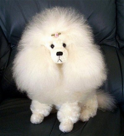 [poodle.jpg]