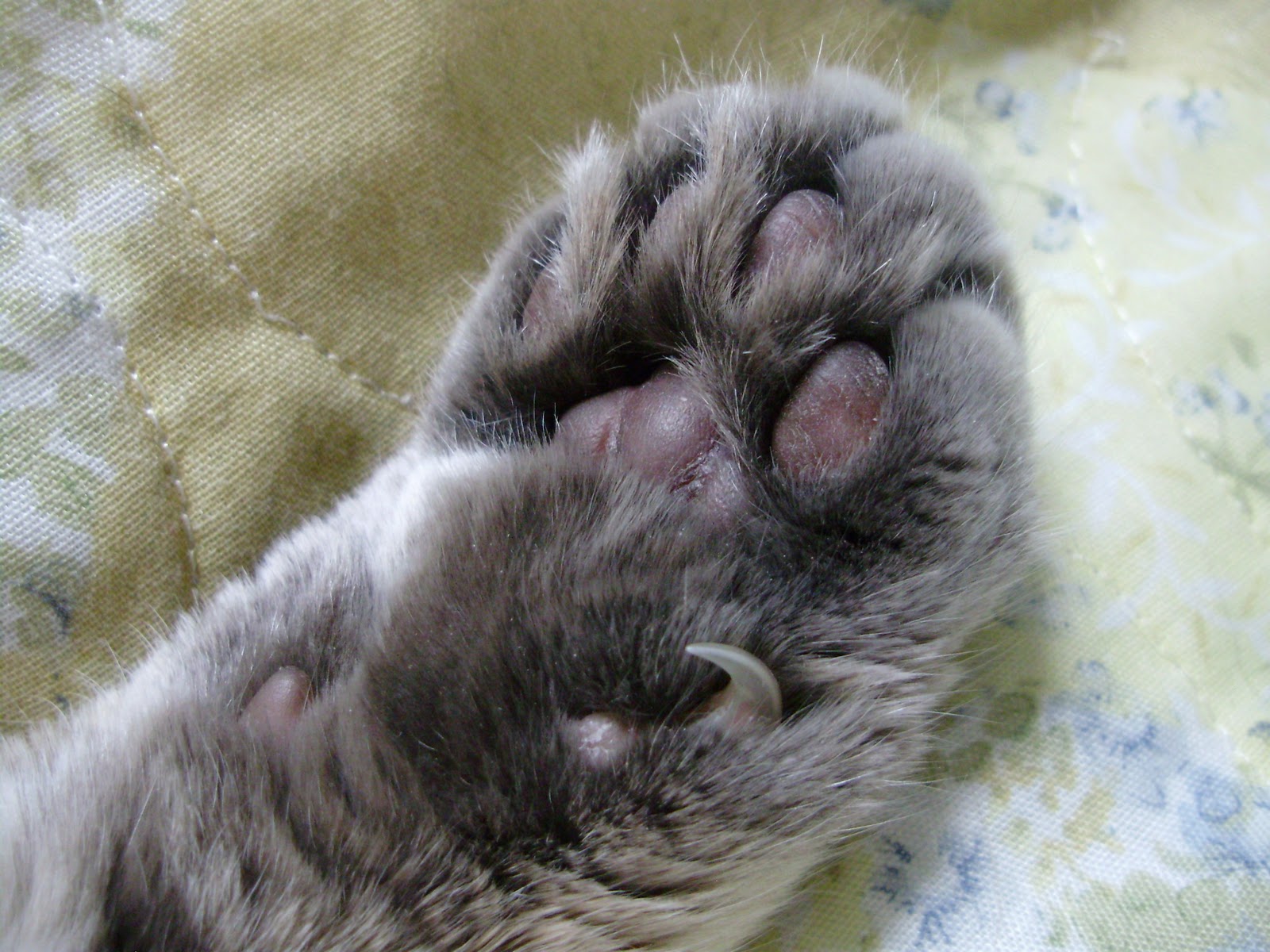 mice paws