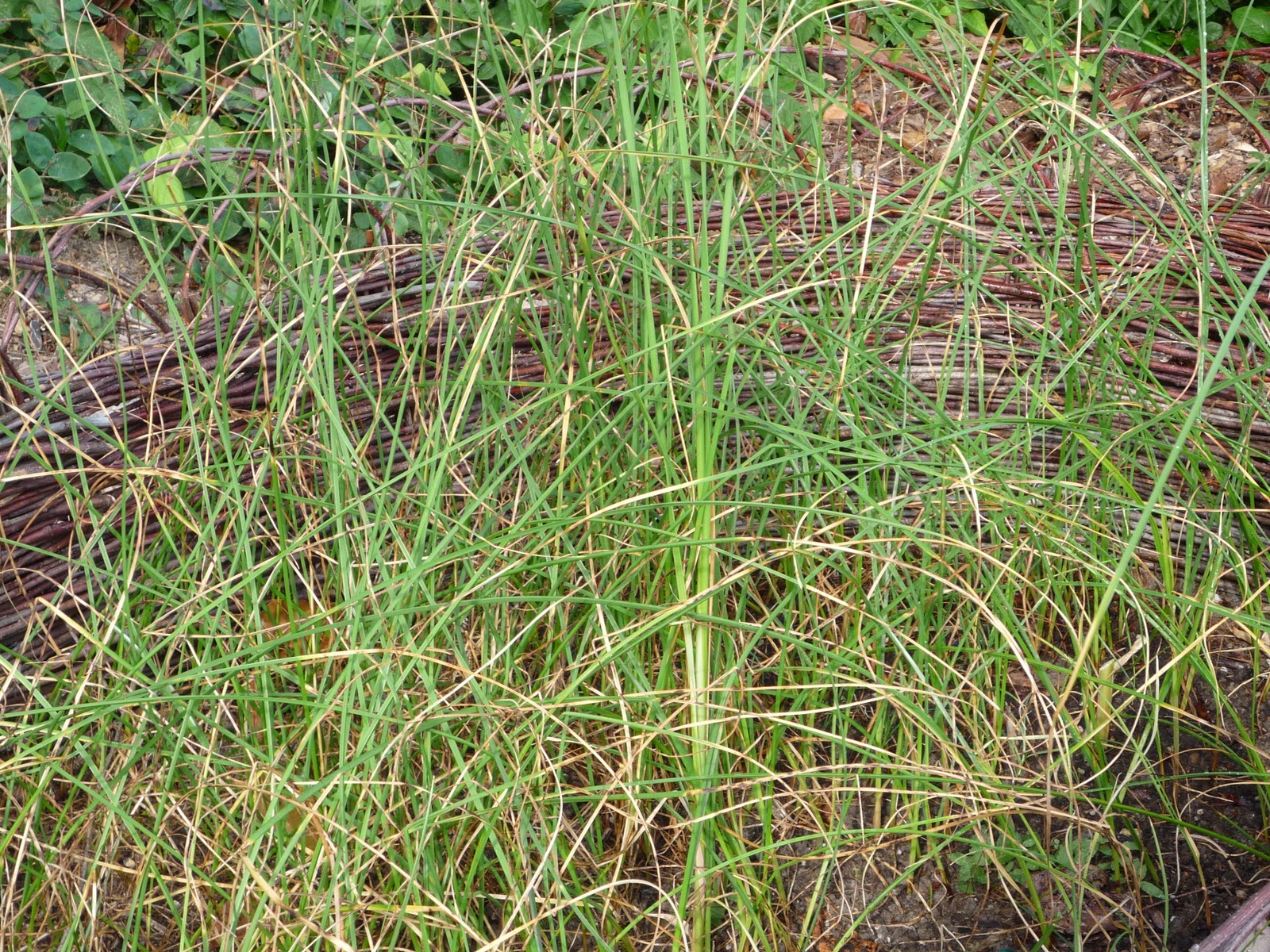 West Gardens Basketry Northwest Sweet Grass Basket Grass My
